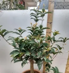 Care and Cultivation of Potted Osmanthus (How to Make Potted Osmanthus Grow Lusher?) 2