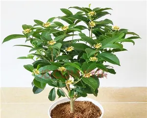 Care and Cultivation of Potted Osmanthus (How to Make Potted Osmanthus Grow Lusher?) 3
