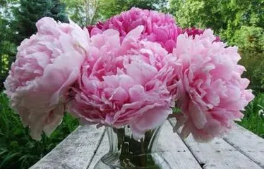 Winter Care Methods for Peonies (How to Help Peonies Safely Get Through the Cold Winter) 1