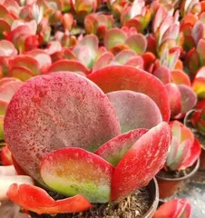 Tang Yin Lao Zhuang Care Tips (Master all the key points of Tang Yin Lao Zhuang care, from nutrition, irrigation, pruning to pest and disease control!) 3
