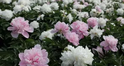 Winter Care Methods for Peonies (How to Help Peonies Safely Get Through the Cold Winter) 2