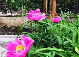 Winter Care Methods for Peonies (How to Help Peonies Safely Get Through the Cold Winter) 3