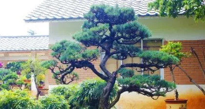 Pine Bonsai Care Methods (Creating Exquisite Bonsai, Starting with Pine) 1