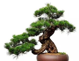 Pine Bonsai Care Methods (Creating Exquisite Bonsai, Starting with Pine) 2