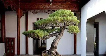 Pine Bonsai Care Methods (Creating Exquisite Bonsai, Starting with Pine) 3