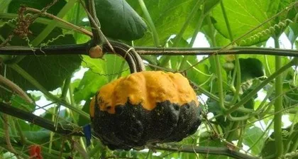 南瓜种植全攻略（种植时间、方法、养护、病虫害防治全解析）1