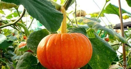 南瓜种植全攻略（种植时间、方法、养护、病虫害防治全解析）2