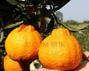 Care Methods for Potted Ugli Fruit (Creating a Healthy and Beautiful Potted Ugli Fruit, Starting with Care) 1
