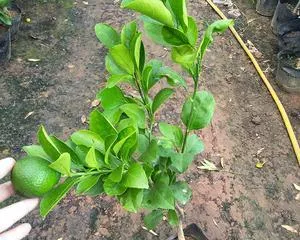 Care Methods for Potted Ugli Fruit (Creating a Healthy and Beautiful Potted Ugli Fruit, Starting with Care) 2