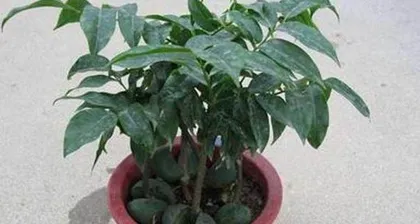 Care Methods for Potted Ugli Fruit (Creating a Healthy and Beautiful Potted Ugli Fruit, Starting with Care) 3