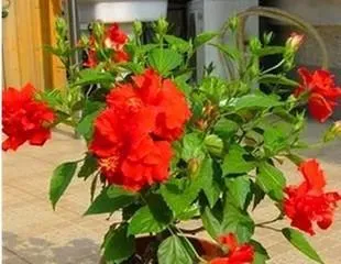 How to Cultivate Euonymus Japonicus to Make it Bloom More (Euonymus Japonicus Care Tips and Precautions) 1