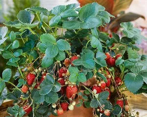How to care for potted strawberries to grow well? (From soil selection to daily care, teaching you to create a beautiful strawberry garden)1