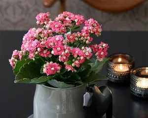How to Cultivate Euonymus Japonicus to Make it Bloom More (Euonymus Japonicus Care Tips and Precautions) 3
