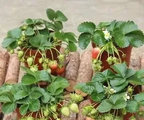 How to care for potted strawberries to grow well? (From soil selection to daily care, teaching you to create a beautiful strawberry garden)2