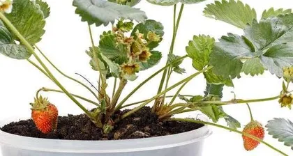 How to care for potted strawberries to grow well? (From soil selection to daily care, teaching you to create a beautiful strawberry garden)3