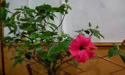 Wood Chrysanthemum Indoor Care Tips (Creating a Fresh Home Environment, Wood Chrysanthemum is a Good Choice) 2