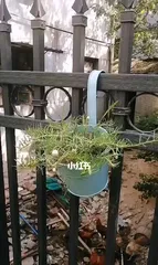 Detailed Guide to Sunflower Planting (Understanding Sunflower Watering Requirements and Doing a Good Job of Maintenance) 1