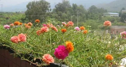 Detailed Guide to Sunflower Planting (Understanding Sunflower Watering Requirements and Doing a Good Job of Maintenance) 2