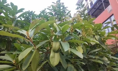 Planting and Care of Ligustrum Trees (Letting Your Ligustrum Trees Bloom in Your Garden) 1