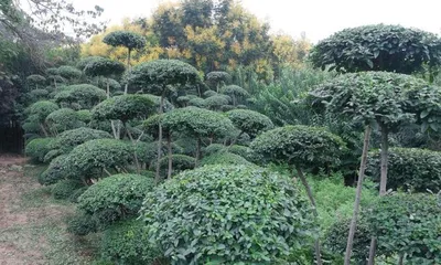 Planting and Care of Ligustrum Trees (Letting Your Ligustrum Trees Bloom in Your Garden) 2