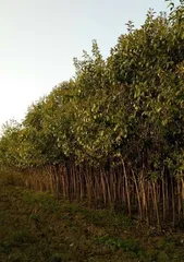 Planting and Care of Ligustrum Trees (Letting Your Ligustrum Trees Bloom in Your Garden) 3