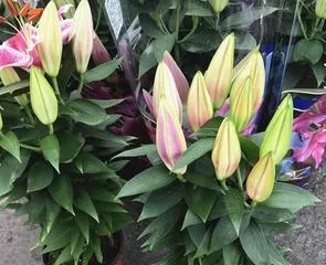 How to Plant and Care for Potted Lilies (Lily Planting Methods and Care Tips) 1