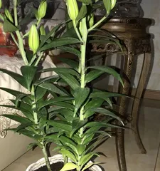 How to Plant and Care for Potted Lilies (Lily Planting Methods and Care Tips) 2