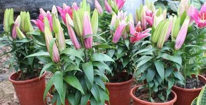 How to Plant and Care for Potted Lilies (Lily Planting Methods and Care Tips) 3