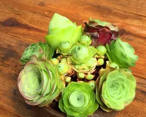 Mountain Rose (Bursting Pot Secrets Based on Care Tips) 1