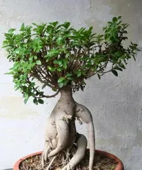 The Correct Watering Method for Bonsai Ficus (Learn to Water for a Healthier Bonsai) 1