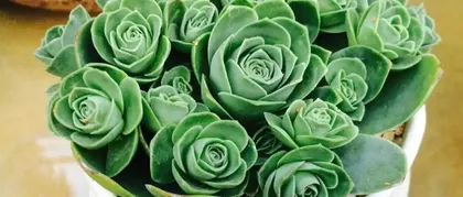 Mountain Rose (Bursting Pot Secrets Based on Care Tips) 2