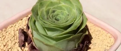 Mountain Rose (Bursting Pot Secrets Based on Care Tips) 3