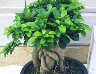 The Correct Watering Method for Bonsai Ficus (Learn to Water for a Healthier Bonsai) 2