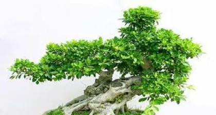 The Correct Watering Method for Bonsai Ficus (Learn to Water for a Healthier Bonsai) 3
