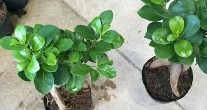 Cultivation and Precautions for Bonsai Ficus (Making Your Indoor Life Greener and Healthier) 1