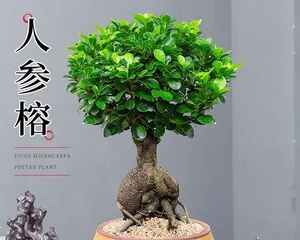 Cultivation and Precautions for Bonsai Ficus (Making Your Indoor Life Greener and Healthier) 2