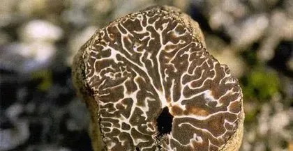 Growth Environment and Distribution of White Truffle (In-depth analysis of the habitat and distribution of white truffle, exploring the key factors for its growth)1