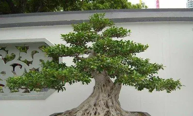 Cultivation and Precautions for Bonsai Ficus (Making Your Indoor Life Greener and Healthier) 3