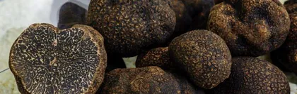 Growth Environment and Distribution of White Truffle (In-depth analysis of the habitat and distribution of white truffle, exploring the key factors for its growth)2