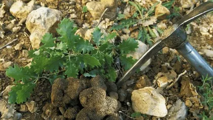 Growth Environment and Distribution of White Truffle (In-depth analysis of the habitat and distribution of white truffle, exploring the key factors for its growth)3