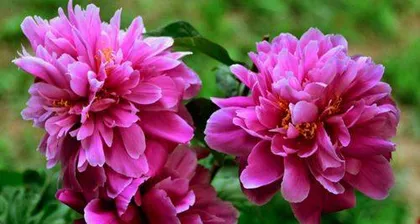 A Complete Guide to Indoor Peony Care (Indoor Peony Cultivation is Not a Dream, A Comprehensive Guide from Seed Selection to Maintenance) 1