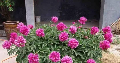 A Complete Guide to Indoor Peony Care (Indoor Peony Cultivation is Not a Dream, A Comprehensive Guide from Seed Selection to Maintenance) 2