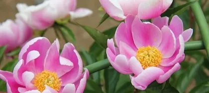 A Complete Guide to Indoor Peony Care (Indoor Peony Cultivation is Not a Dream, A Comprehensive Guide from Seed Selection to Maintenance) 3