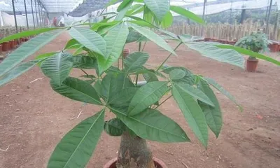 Fertilization Tips for Bonsai Trees (Creating Healthy and Lush Bonsai Trees, Fertilizer is Indispensable) 1