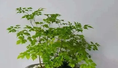 Fertilization Tips for Bonsai Trees (Creating Healthy and Lush Bonsai Trees, Fertilizer is Indispensable) 3