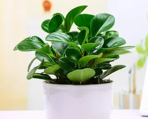 Suitable Bonsai Plant Themes (Exploring the Most Suitable Plants for Bonsai) 1
