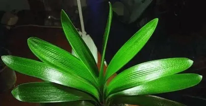 Bonsai Soil Preparation and Planting Techniques (Creating a Unique Bonsai World) 3
