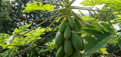 Planting Papaya to Bring Vitality to Your Doorstep (Planting Techniques, Care Methods, and Harvest Experience Sharing) 1