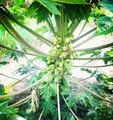 Planting Papaya to Bring Vitality to Your Doorstep (Planting Techniques, Care Methods, and Harvest Experience Sharing) 2