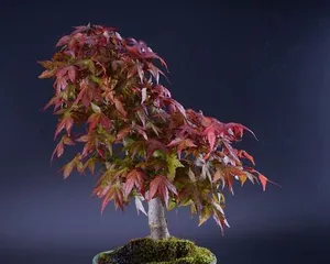 盆景红枫的剪枝技巧（合适的时间和方法）1